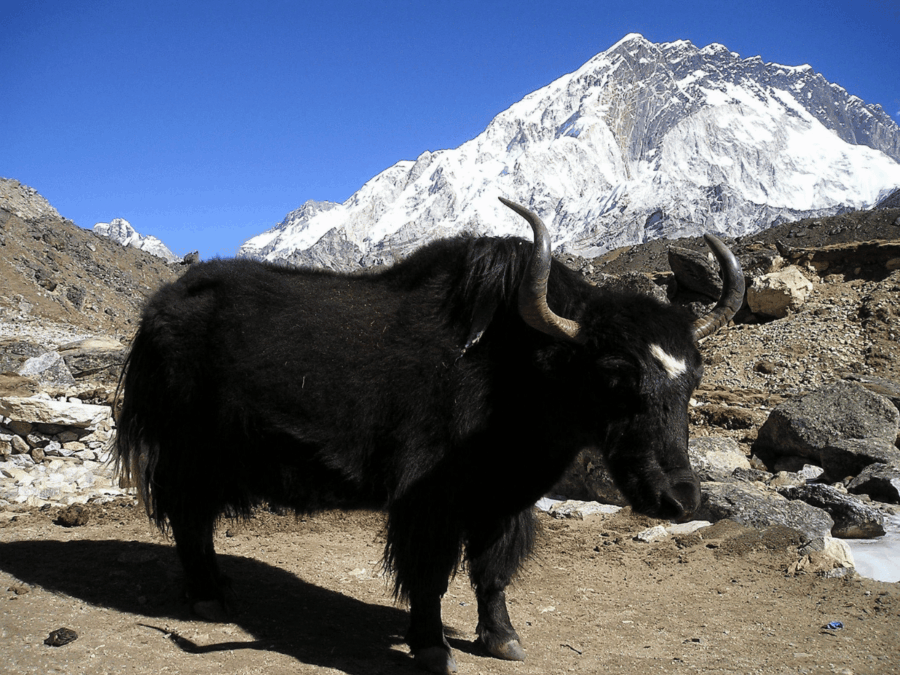 Yak in Nepal